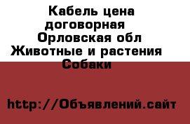 Кабель цена договорная  - Орловская обл. Животные и растения » Собаки   